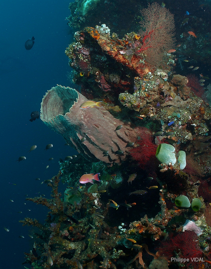 Bali 2016 - Liberty - Corail - IMG_5833_rc.jpg